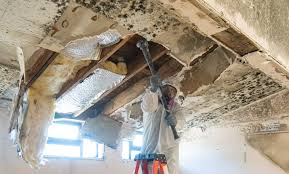 Why You Should Choose Our Mold Remediation Services in Spring Valley Village, TX